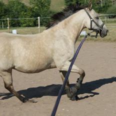 Hollandsk Sportspony Donald