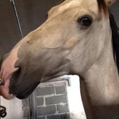 Hollandsk Sportspony Donald