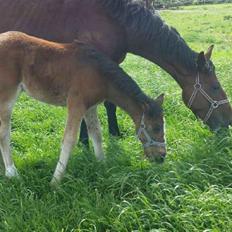Dansk Varmblod Medina