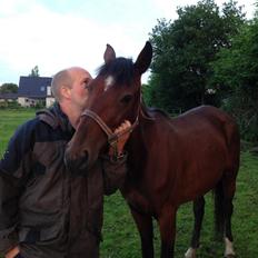 Dansk Varmblod Medina