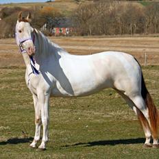 Tennessee Walker | Pearl of Justice