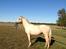 Palomino Lando Blue *PANDA*