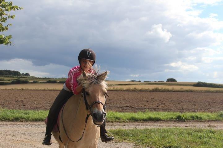 Fjordhest cirkeline (linen) billede 1