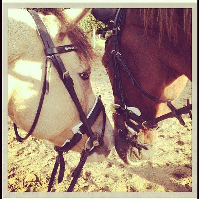 Anden særlig race Ricardo billede 14