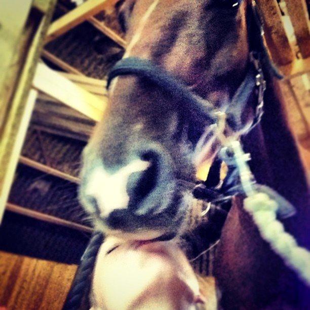 Anden særlig race Ricardo billede 33