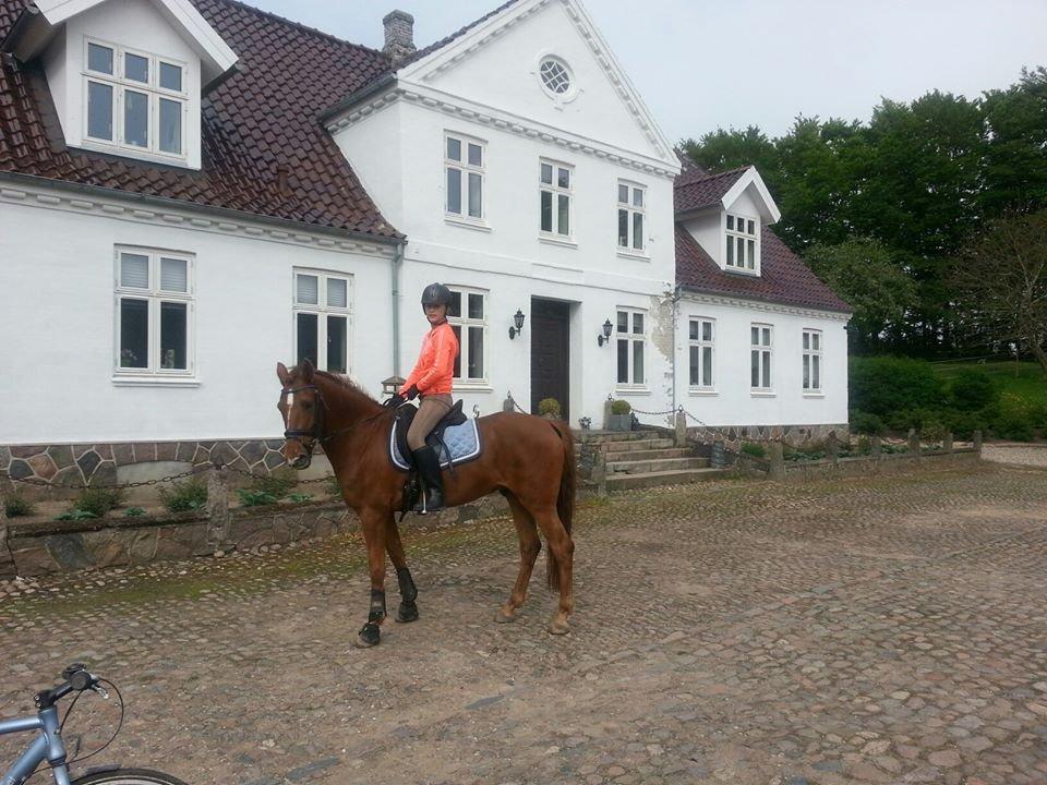 Anden særlig race Ricardo billede 34