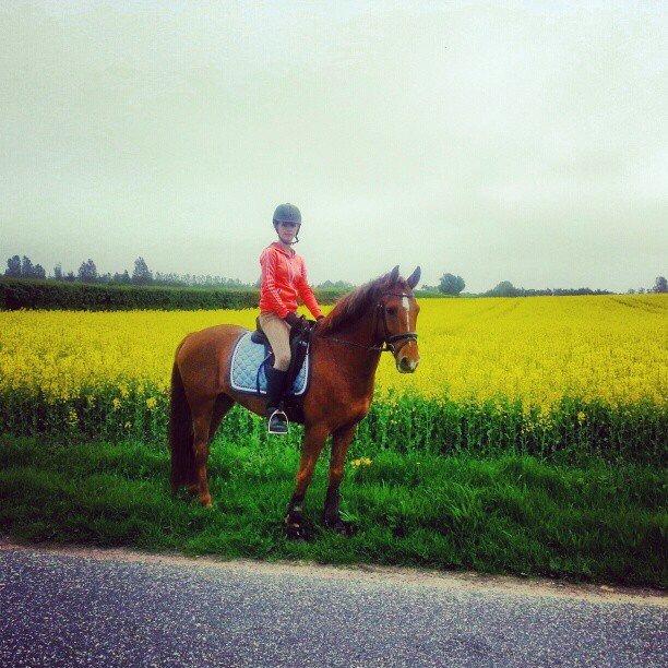 Anden særlig race Ricardo billede 35