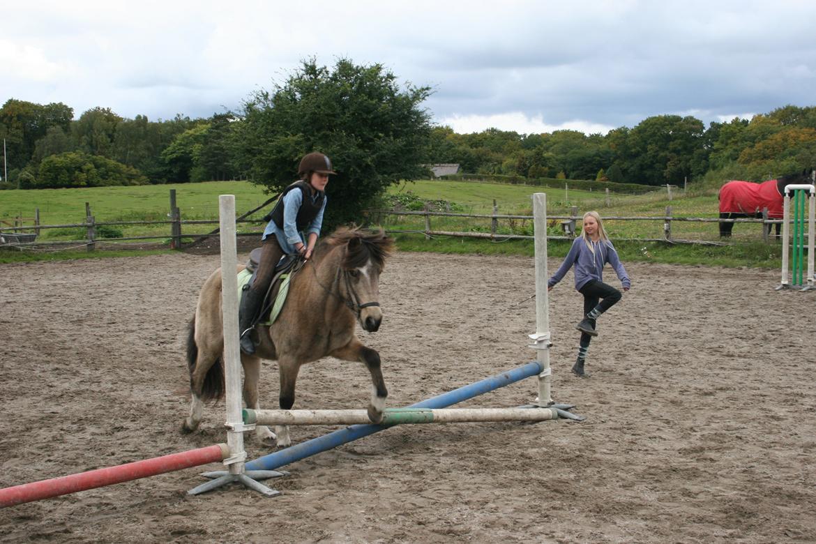 Islænder Blettur fra Tjenergården - 20 cm, sløjfe springstævne billede 10