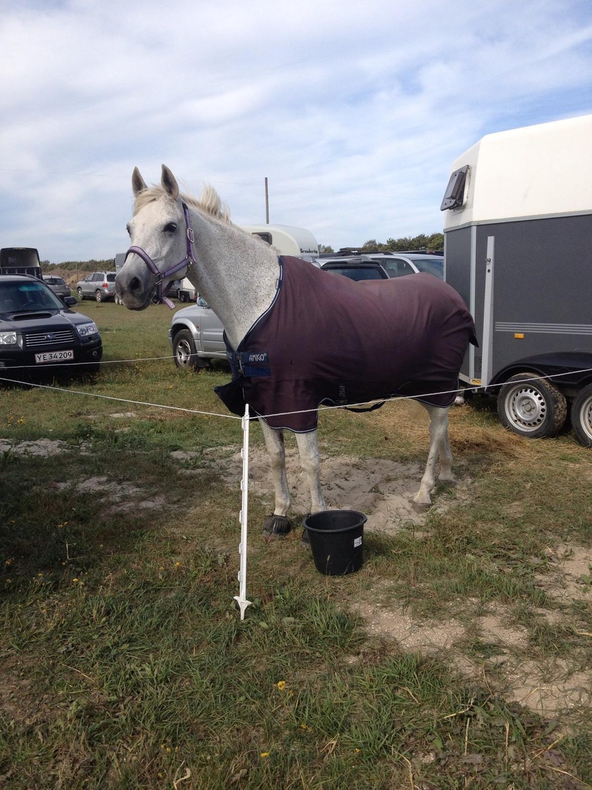 Anden særlig race Ronja  - Ronja til Sjællandsmesterskaberne 2013 :-)  billede 20