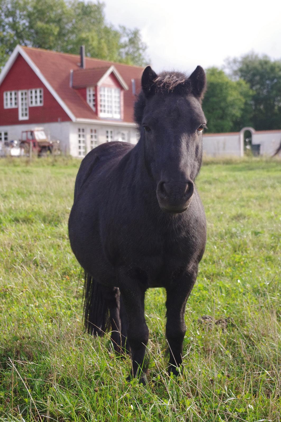 Shetlænder Constantin billede 3