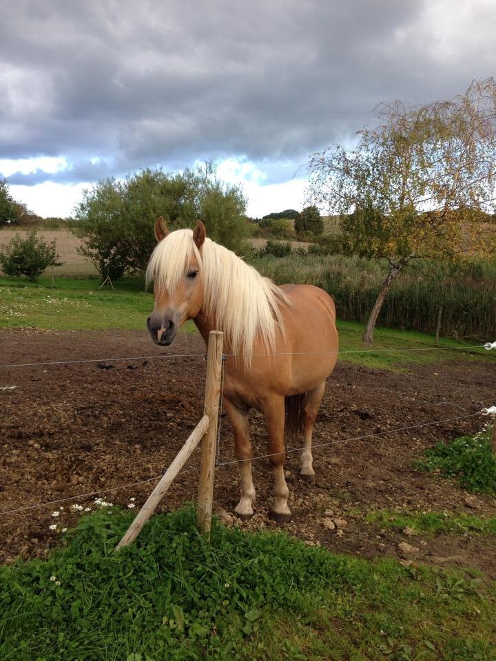 Tyroler Haflinger Walando - Walando, september billede 7