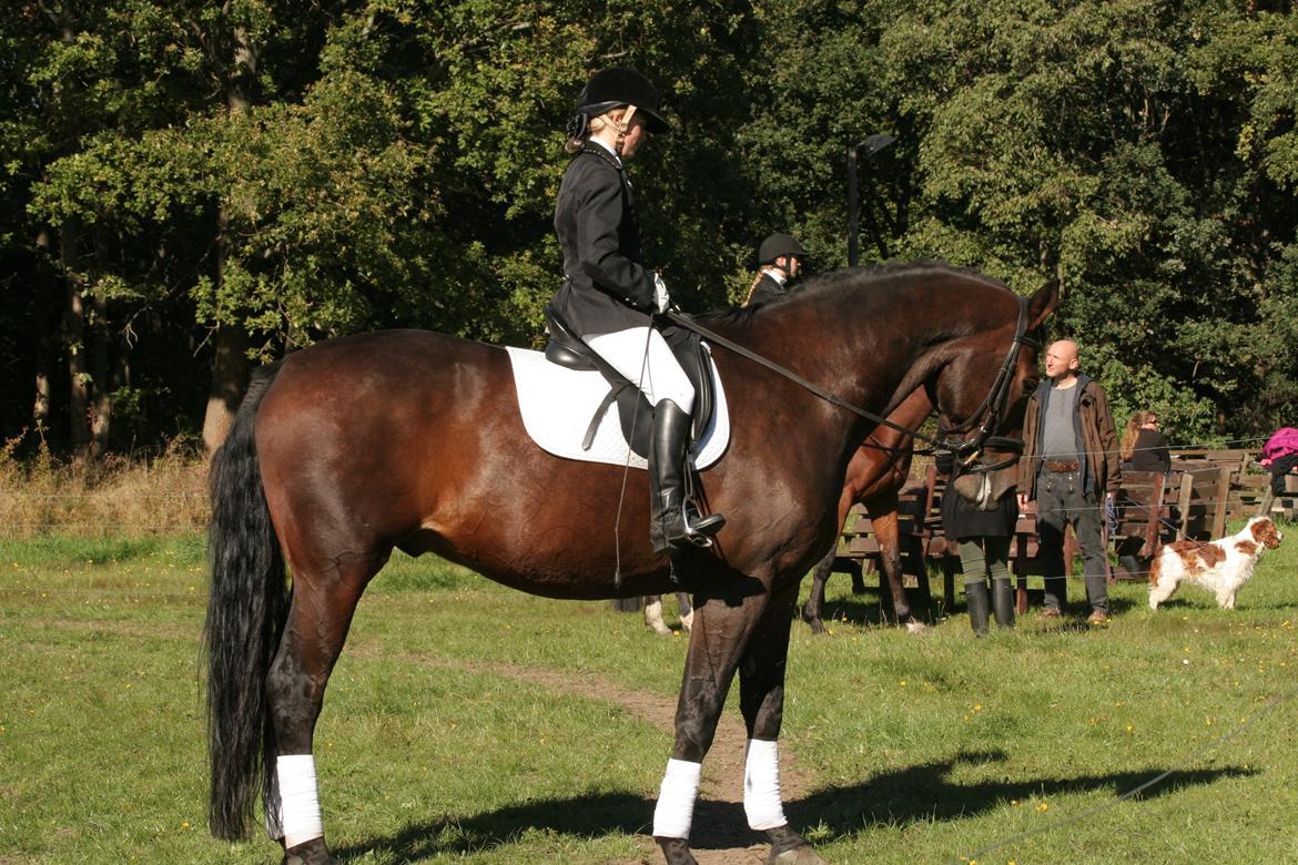 Dansk Varmblod Miró (Klubmester 2013) - Stævne d. 28-09-2013 billede 4