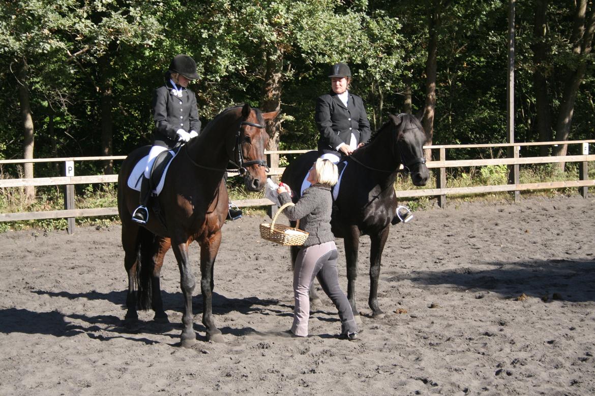 Dansk Varmblod Miró (Klubmester 2013) - Premieoverrekkelse 
1 plads billede 7