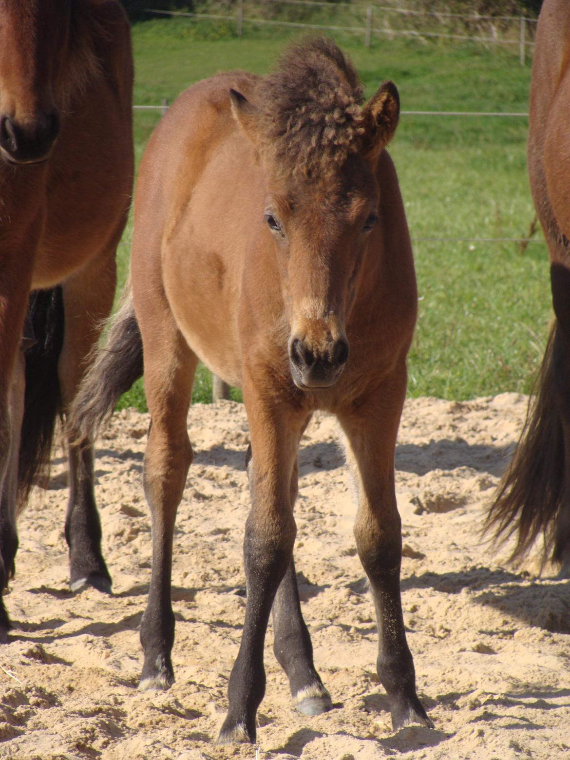 Islænder Djass fra Østervang billede 2