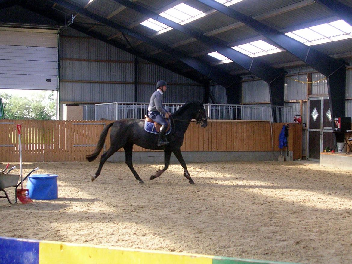 Dansk Varmblod Landianos-ø - 5-6 gang han går rundt med rytter billede 18