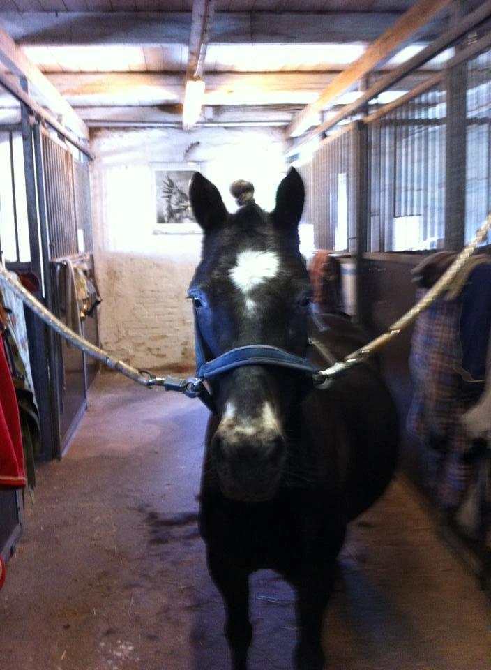 Knabstrupper Trikke billede 1