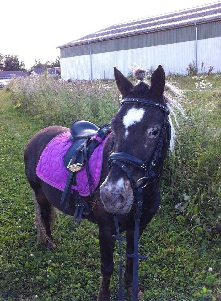 Knabstrupper Trikke billede 2