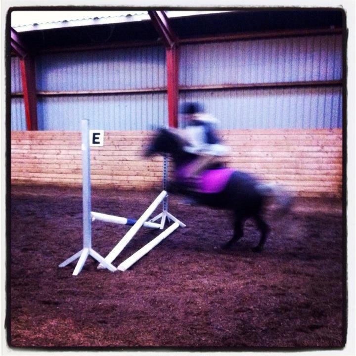 Knabstrupper Trikke billede 3