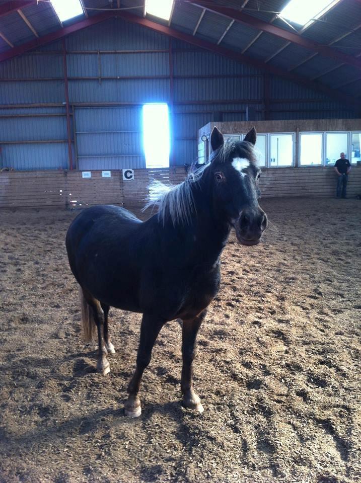 Knabstrupper Trikke billede 4