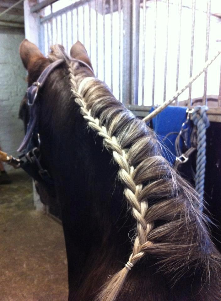 Knabstrupper Trikke billede 5