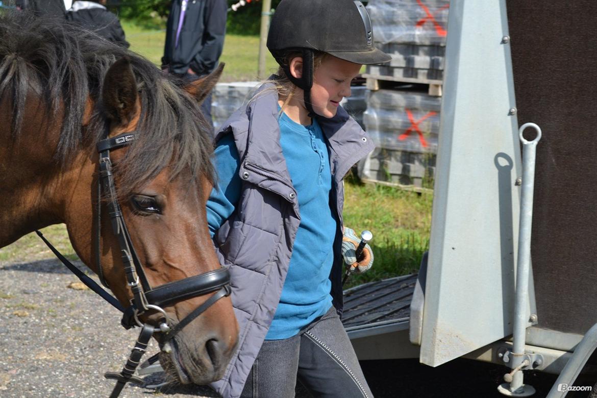 Anden særlig race Sisse billede 7