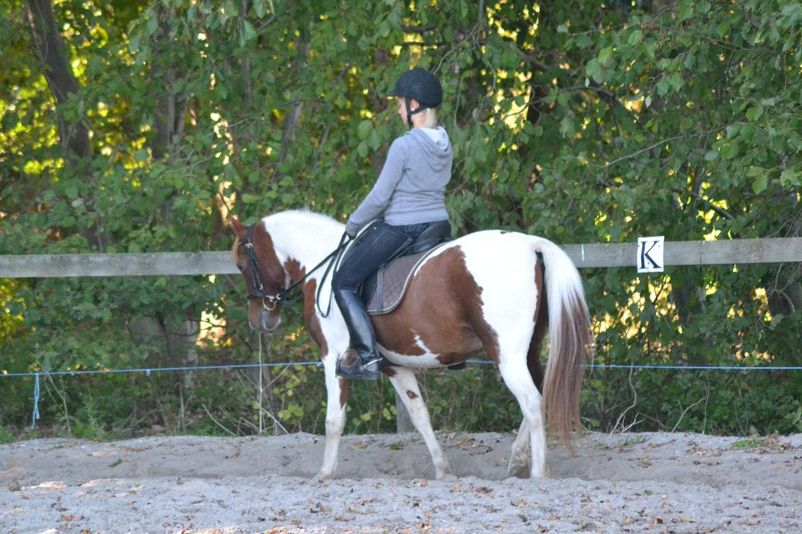 Pinto Blade - Min babyyy <3 billede 39