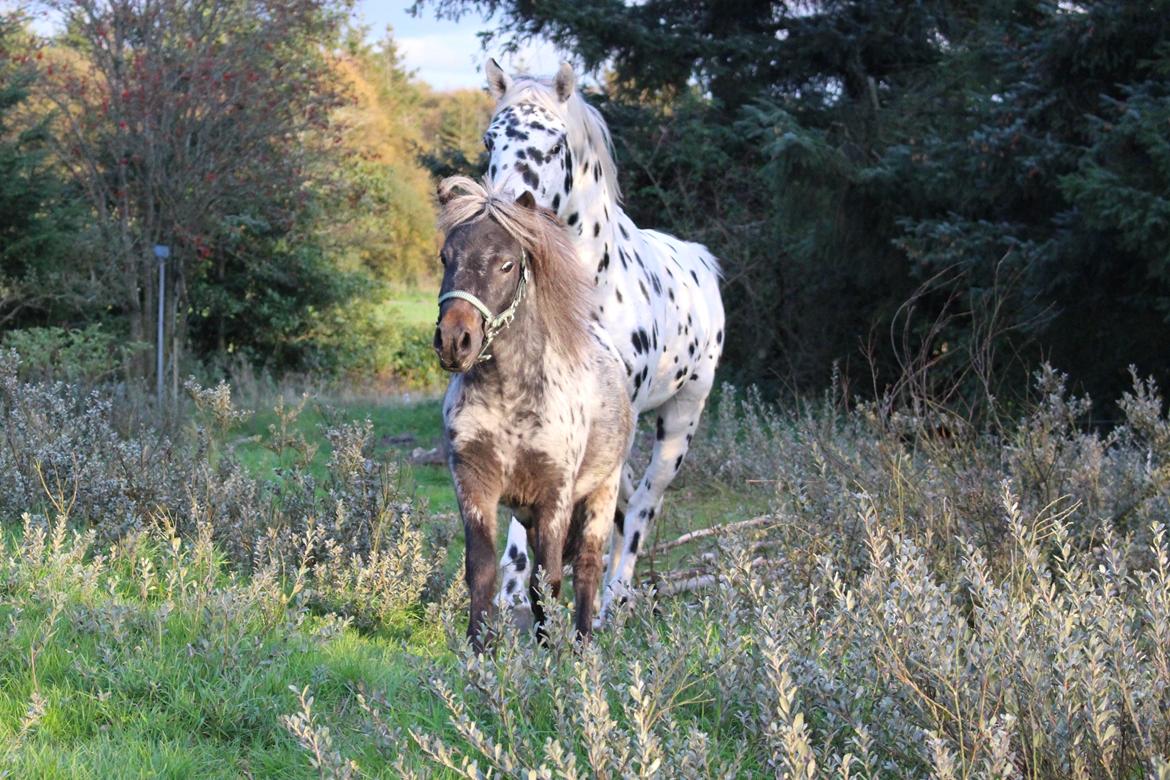 Hollandsk Miniature Diederik I billede 10