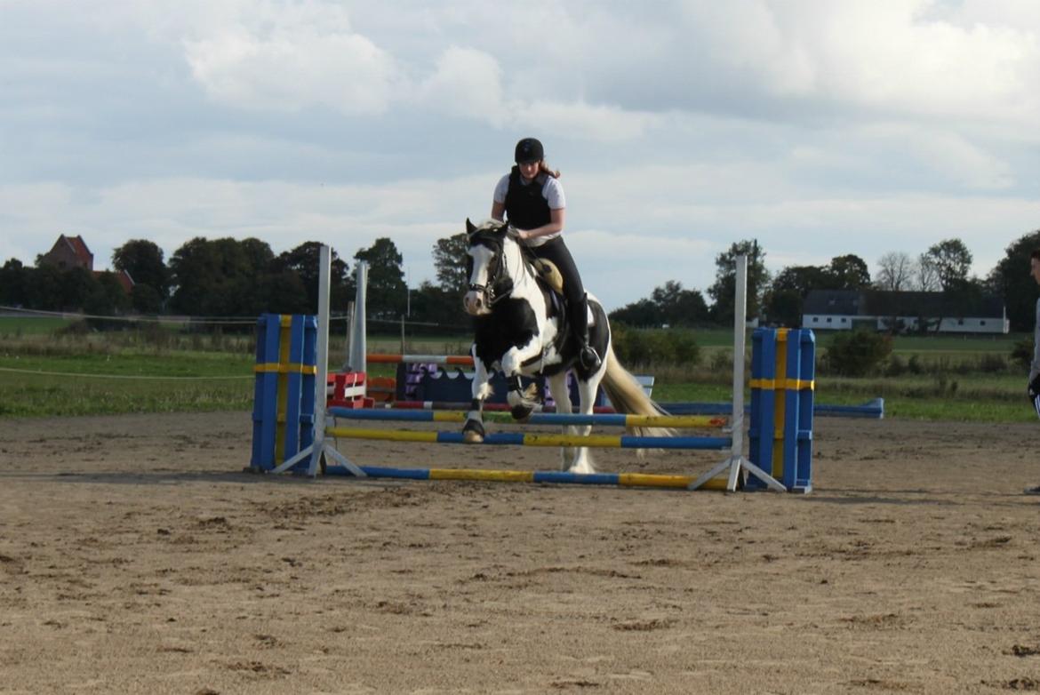 Irish Cob Basse - Vores første stævne sammen! billede 3