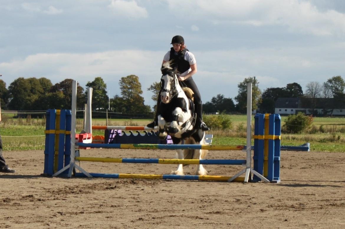 Irish Cob Basse - Vores første stævne sammen! billede 7