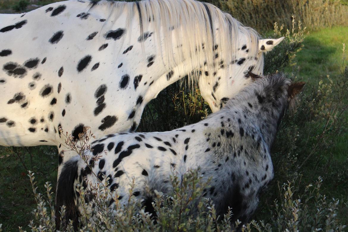 Hollandsk Miniature Diederik I billede 14