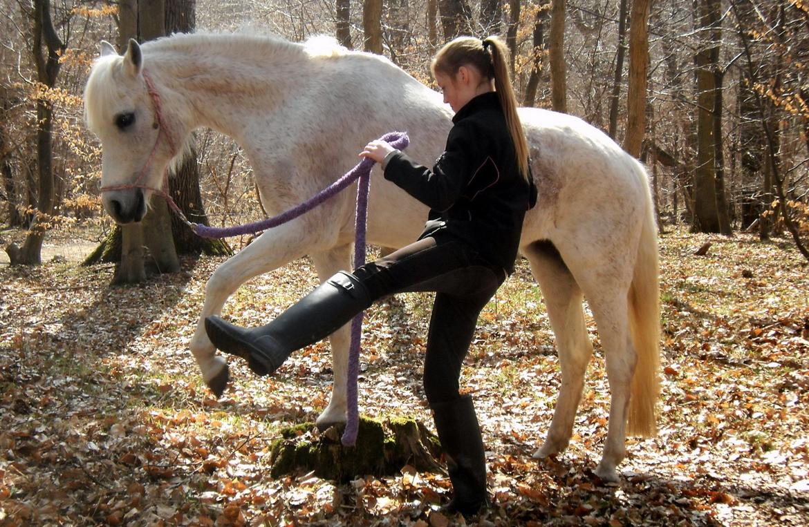 Anden særlig race Raija l Soulmate l <3 - 47 ♥ - Lidt tricktræning i skoven. Den dygtigste lille pony! ♥ ( Foto: Mor ) ♥ 27. april 2013 billede 47