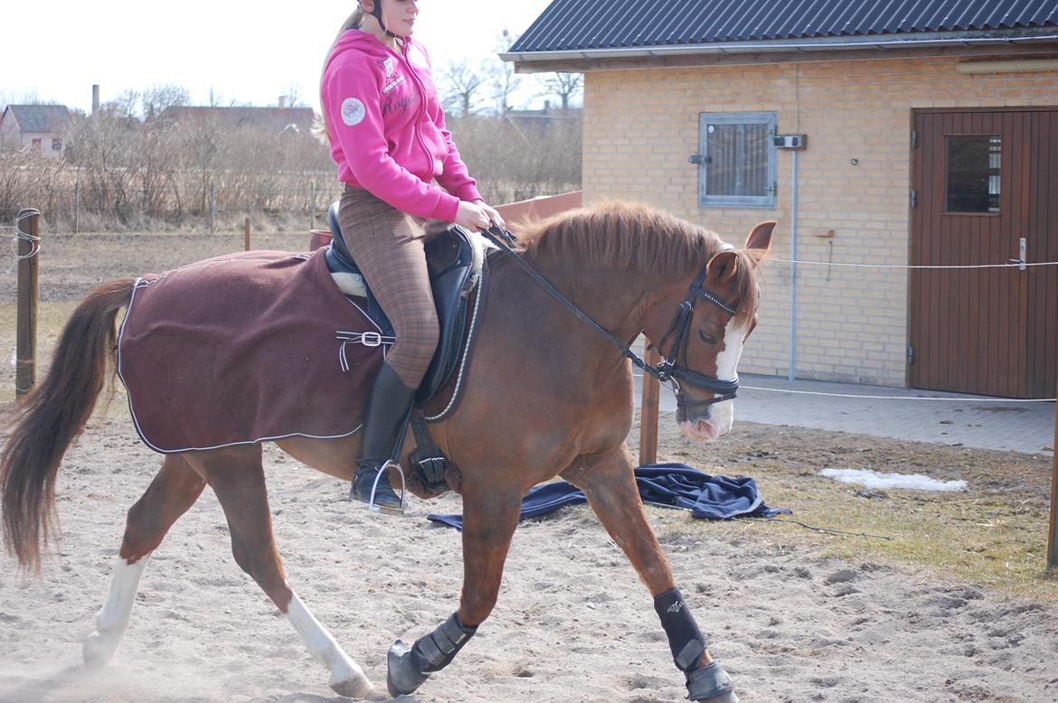 New Forest Tosca  - Skønne dyr :') April 2013 billede 7