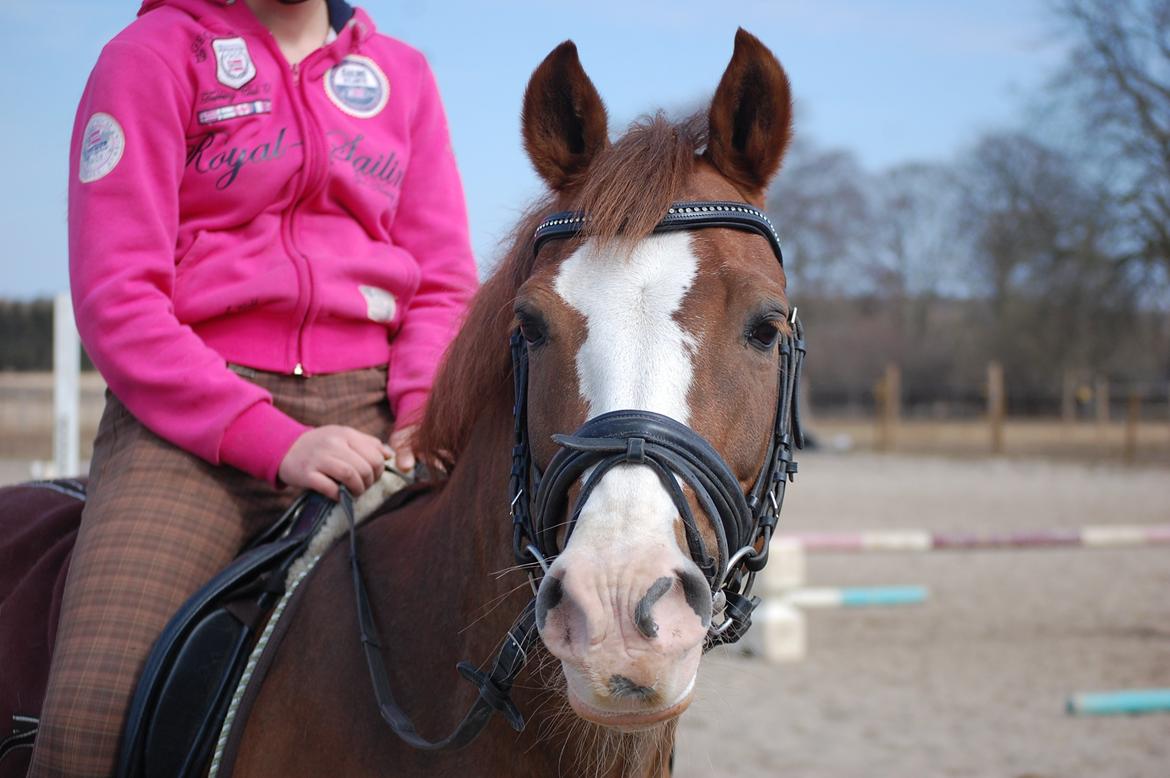 New Forest Tosca  - Baby du og jeg imod resten af verden <3 billede 6