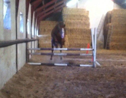 Anden særlig race Havens Astian - ikke bedste kvali! men dejlig baby hest - 5 gang han bliver løsspruget og 2 gang han springer oxer :-) billede 9