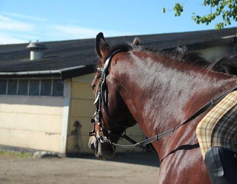 Anden særlig race Guido - Efter undervisning billede 3