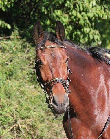 Anden særlig race Guido - Velkommen til Guido's profil:) Håber i kan lide billederne!! billede 1