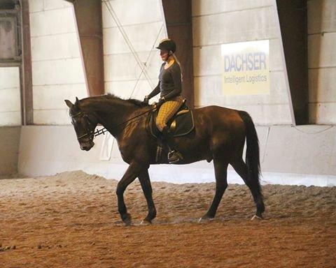 Anden særlig race Guido billede 2