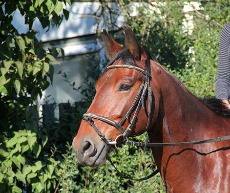 Anden særlig race Guido billede 7