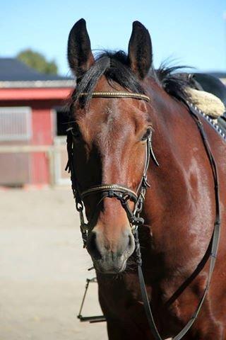 Anden særlig race Guido - Han er så sød!! billede 8