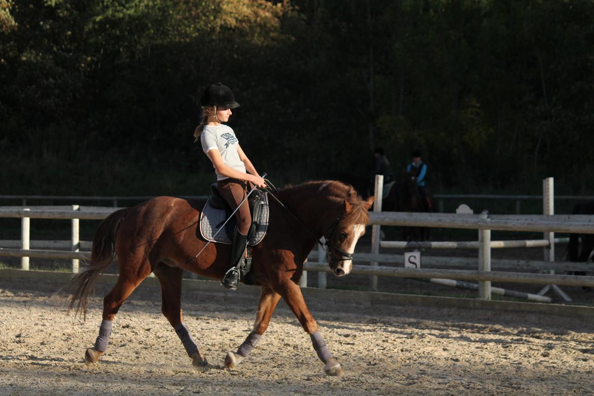 Welsh Pony af Cob-type (sec C) Pinell Nyberg<3 - Velkommen til Pinell's profil! Smid gerne en bedømmelse og en kommentar. Her ses vi til Lisbeth Seierskilde kursus - September 2013 billede 1