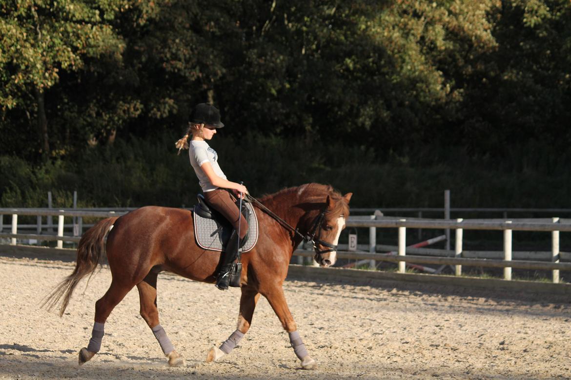 Welsh Pony af Cob-type (sec C) Pinell Nyberg<3 - Lisbeth Seierskilde kursus - September 2013 billede 8