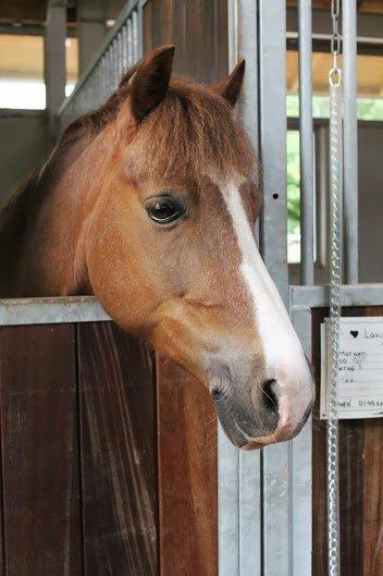 Welsh Pony af Cob-type (sec C) Pinell Nyberg<3 - Sommer 2013 billede 9