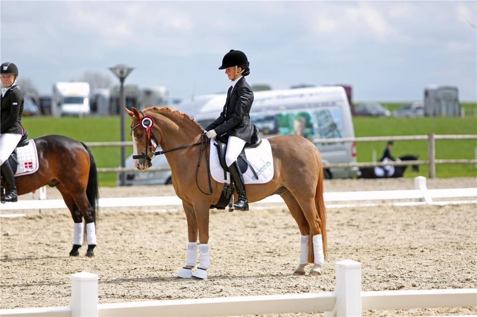 Anden særlig race Charlie A-PONY solgt billede 10