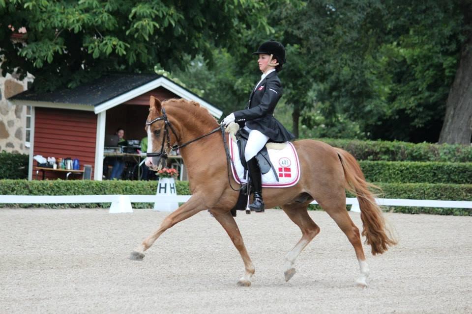 Anden særlig race Charlie A-PONY solgt - NORDISK MESTERSKAB 2013! GULD FOR HOLD OG SELV INDIVIDUELT! billede 4