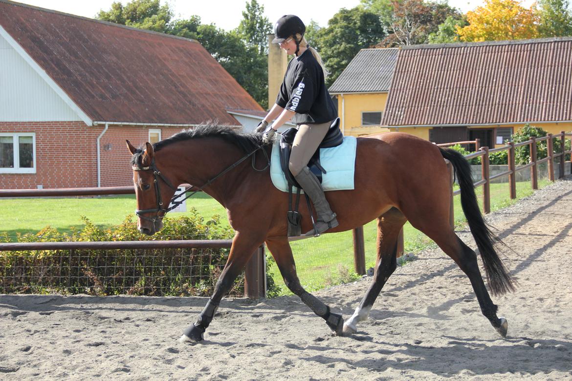 Dansk Varmblod Quiet billede 13