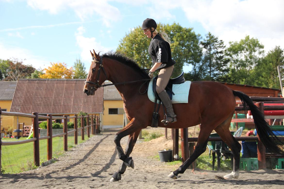 Dansk Varmblod Quiet billede 14