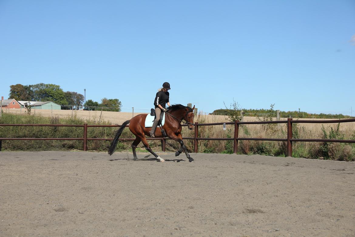 Dansk Varmblod Quiet billede 15