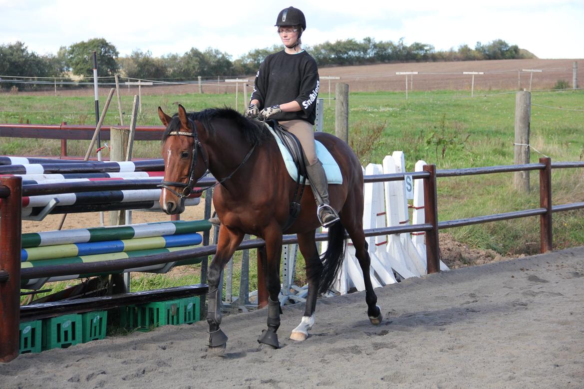 Dansk Varmblod Quiet billede 16