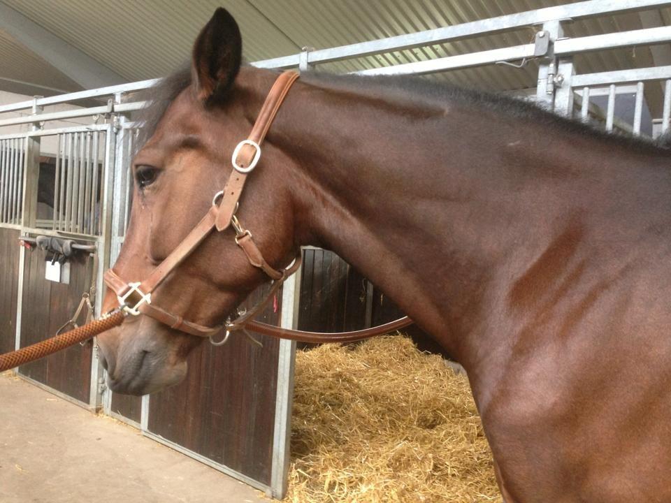 Anden særlig race Flaoura (Flaffe) (Sendt tilbage) - Fiiiiine Pruller :3 billede 6