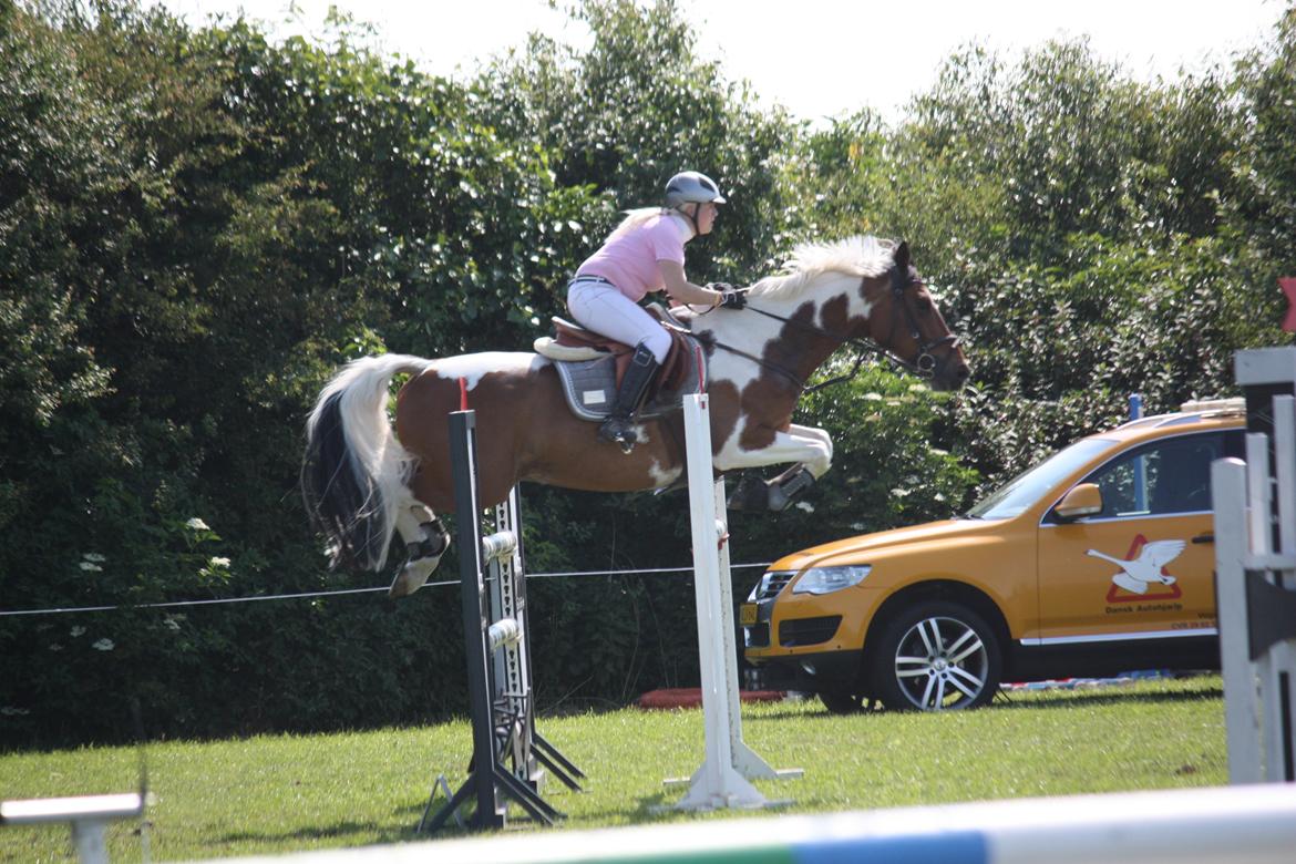 Pinto QUINTO HØJGÅRD  *STJERNE* - D 6/7-2013 Vadehavsstævne
MB** 4.plads billede 27